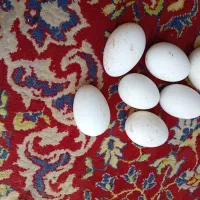 تخم مرغ قاز