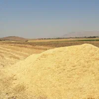 کاه گندم آبی