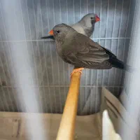 فنچ اروپایی شارکول