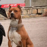 سگ برای جفت گیری میباشد برای ک ش ش