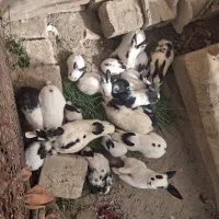 خرگوش|موش و خرگوش|کاشان, فاز ۱ ناجی آباد|دیوار