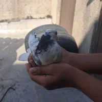 کبوتر