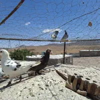 کبوتر فروشی