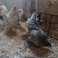 باسلام ست مرغو خروس برهما جوجه برهما