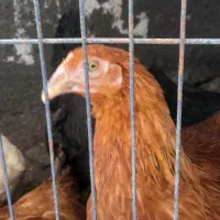 طاقچه ومرغ خانگی