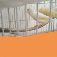 قناری|پرنده|نهبندان, |دیوار