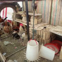 مرغ و خروس لاری