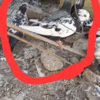کبوتر پرشی سالم