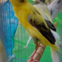 قناری کشیده سوپری زیبا خوشرنگ