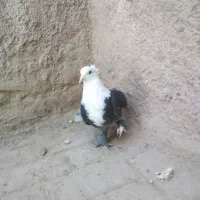 کلاغ کربلایی کاکلی ساده طوقی خال