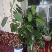 گلهای زیبا وقشنگ