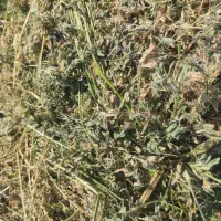 خرید فروش خوراک دام پرس یونجه