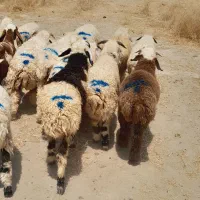 ۱۷راس بره نر دورگ (رودبار شاهباد )بنی اسدی