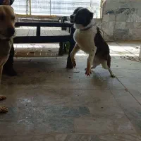 واگذاری دو عدد سگ نگهبان و گله
