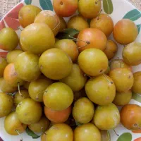 آلوچه|خوردنی و آشامیدنی|تبریز, |دیوار