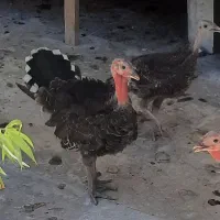 بوقلمون ۴ ماهه
