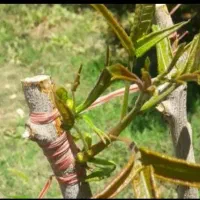 باغبانی ، پیوند پسته ، سمپاشی، کاشت درخت، گل وچمن