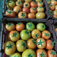 نیروی کار اقا برای سردخانه