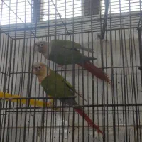 گرینجیک آناناسی رد فول تضمینی درجه یک