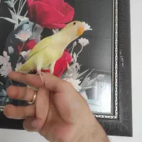 جوجه کوتوله برزیلی فوق دستی