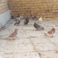 پرنده کبوتر