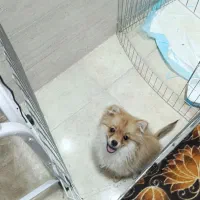 فروش یک عدد سگ پامر با تمام وسایل