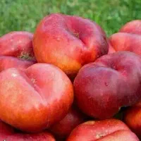 پخش نهال شلیل انجیری گلدانی
