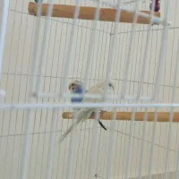 یه نر یه ماده  مرغ عشق 500
