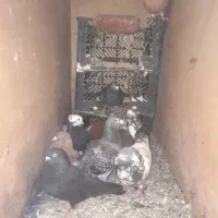 11عدد‌کفتر|پرنده|بناب, |دیوار