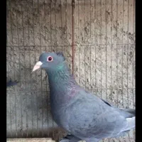 زاغ|پرنده|بم, |دیوار