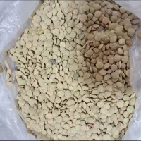 عدس‌خوش‌پوخت‌ما‌امسال2تن