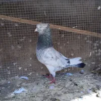 سرسبز دوم سبز