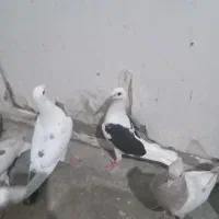 کبوتر