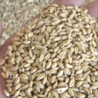 گندم دو تن بیشتر تمیز توپر