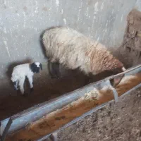 میش‌بابره‌نر