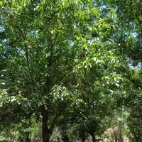 فروش-باغ-و-زمین