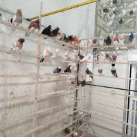 کفتر. طوطی . مرغ عشق . فنج