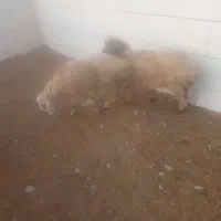 نیازمند کارگر ساده برای چوپانی