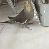 عروس هلندی ماده گم شده