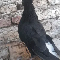 کفتر|پرنده|آباده, |دیوار