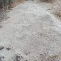 کاه گندم