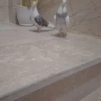 طوقی ابری روشن کاکلی نر درست ودوکت