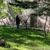 سم‌پاشی - حرص درخت