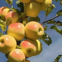 نمایندگی رسمی کود ارگانیک در استان (پیرمرادیان)