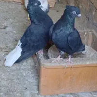 سوسنگرد کوی ابوجلال شمالی