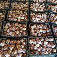 سیر فروشی