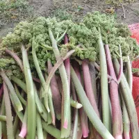 ریواسی|عمده‌فروشی|جعفرآباد, |دیوار