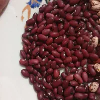 لوبیا