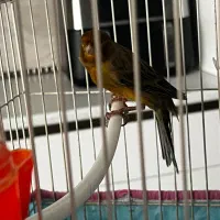قناری نر سینه سرخ