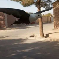 گمشده|حیوانات|زرند, |دیوار